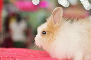 甜心兔最初爆料出来的视频,幕后真相大起底  第1张